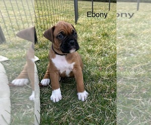 Boxer Litter for sale in LIME SPRINGS, IA, USA