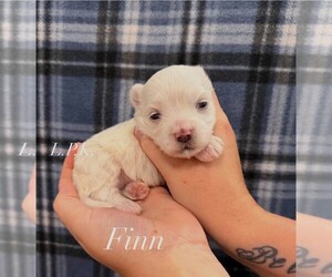 Maltese Puppy for sale in WINNSBORO, LA, USA