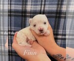 Image preview for Ad Listing. Nickname: Finn