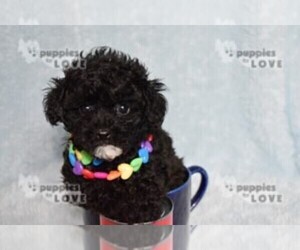 Poodle (Toy) Puppy for sale in SANGER, TX, USA