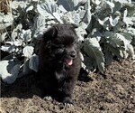 Small #4 Pomeranian