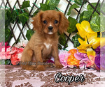 Image preview for Ad Listing. Nickname: Cooper