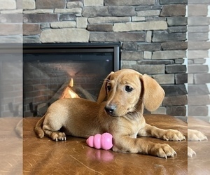 Dachshund Puppy for sale in NOBLESVILLE, IN, USA