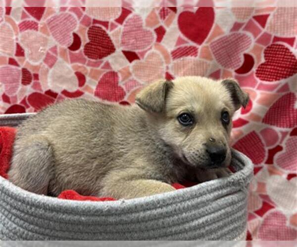 Medium Photo #1 German Shepherd Dog-Unknown Mix Puppy For Sale in Rosenberg, TX, USA