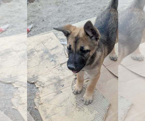 Medium Photo #1 Mutt Puppy For Sale in Imlay City, MI, USA