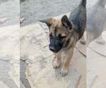 Small Mutt