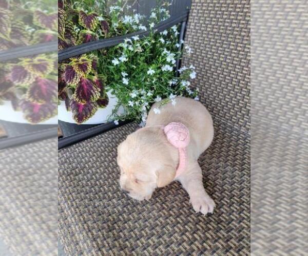 Medium Photo #3 Labrador Retriever Puppy For Sale in GRABILL, IN, USA