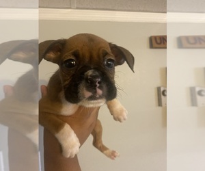 Boston Terrier-Boxer Mix Puppy for sale in LOUISVILLE, KY, USA