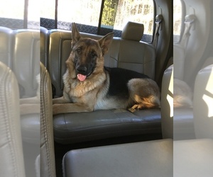 German Shepherd Dog Puppy for sale in FINLAYSON, MN, USA