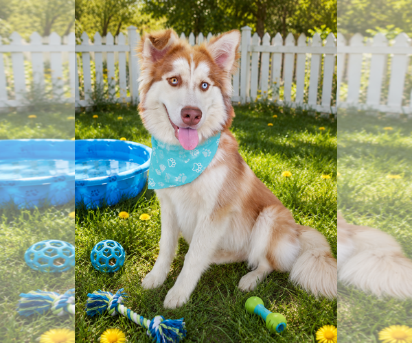 Medium Photo #5 Siberian Husky Puppy For Sale in Mt. Laurel, NJ, USA