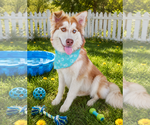 Small #4 Siberian Husky