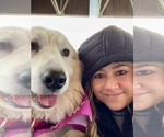 Small #3 Great Pyrenees