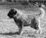 Small Photo #2 Schnauzer (Giant) Puppy For Sale in Hatvan, Heves, Hungary
