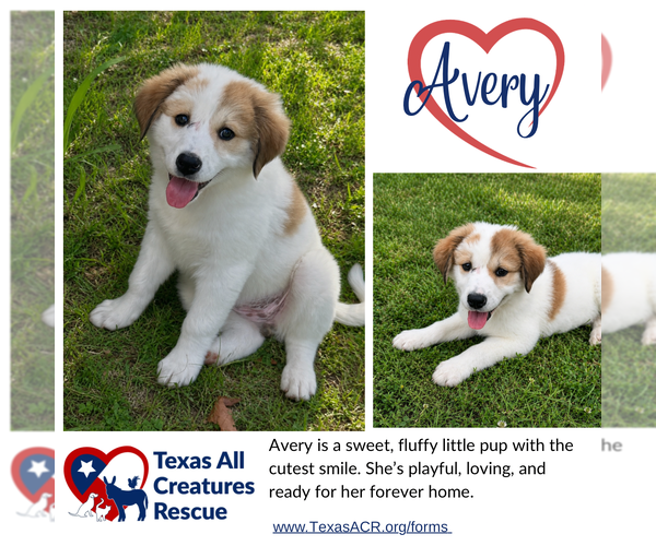 Medium Photo #1 Mutt Puppy For Sale in Lillian, TX, USA