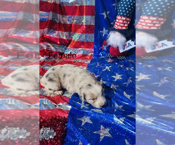 Medium Photo #8 Australian Shepherd Puppy For Sale in COTOPAXI, CO, USA