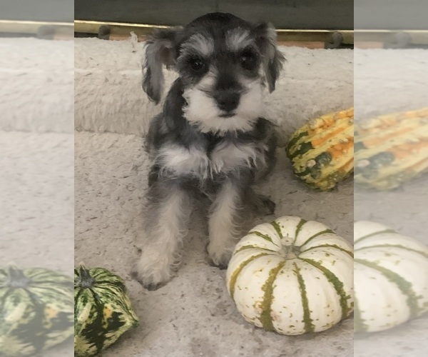 Medium Photo #3 Schnauzer (Miniature) Puppy For Sale in FAIRFIELD, CA, USA