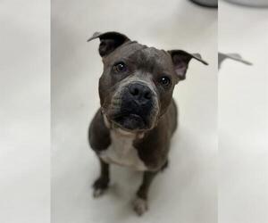 Mutt Dogs for adoption in Center Township, PA, USA