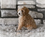 Small #4 Poodle (Toy)