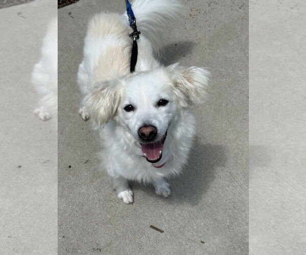 Medium Photo #4 American Eskimo Dog-Spaniel Mix Puppy For Sale in Mission Viejo, CA, USA