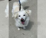 Small #3 American Eskimo Dog-Spaniel Mix