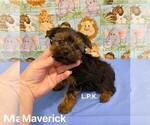 Image preview for Ad Listing. Nickname: Tiny Maverick