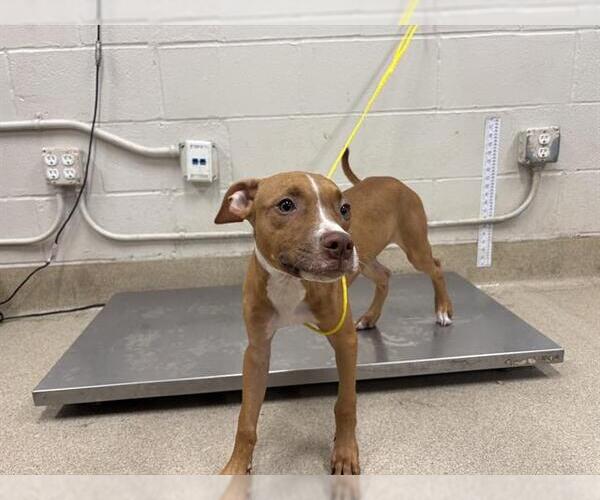 Medium Photo #1 American Staffordshire Terrier-Unknown Mix Puppy For Sale in Grand Prairie, TX, USA
