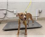 Small American Staffordshire Terrier Mix