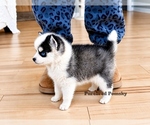 Small #2 Pomsky