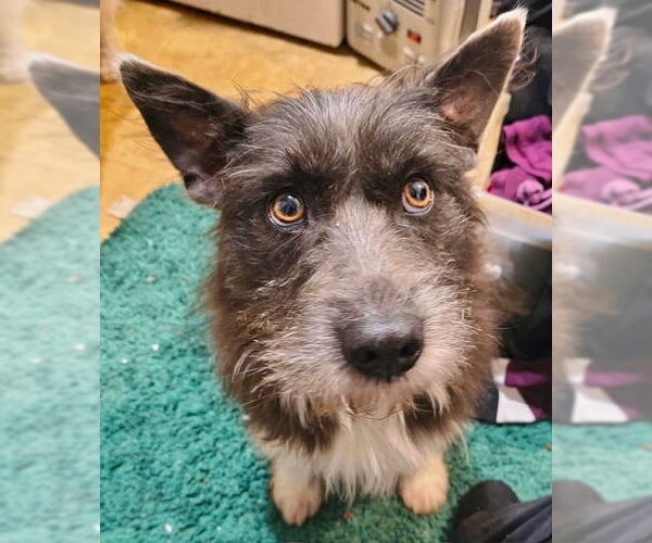 Medium Photo #3 Mutt Puppy For Sale in Newfoundland, PA, USA