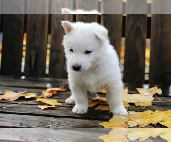 Medium Photo #2 Siberian Husky Puppy For Sale in VANCOUVER, WA, USA