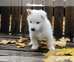Small Photo #2 Siberian Husky Puppy For Sale in VANCOUVER, WA, USA