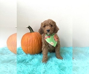 Goldendoodle (Miniature) Puppy for sale in ORLANDO, FL, USA