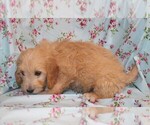 Small Photo #6 Goldendoodle Puppy For Sale in BLOOMINGTON, IN, USA