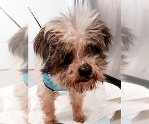 Shih Tzu-Unknown Mix Dogs for adoption in Fort Lauderdale, FL, USA