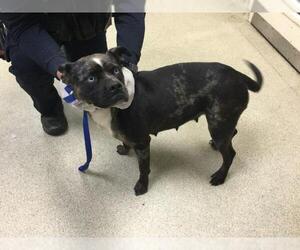 Mutt Dogs for adoption in Riverside, CA, USA