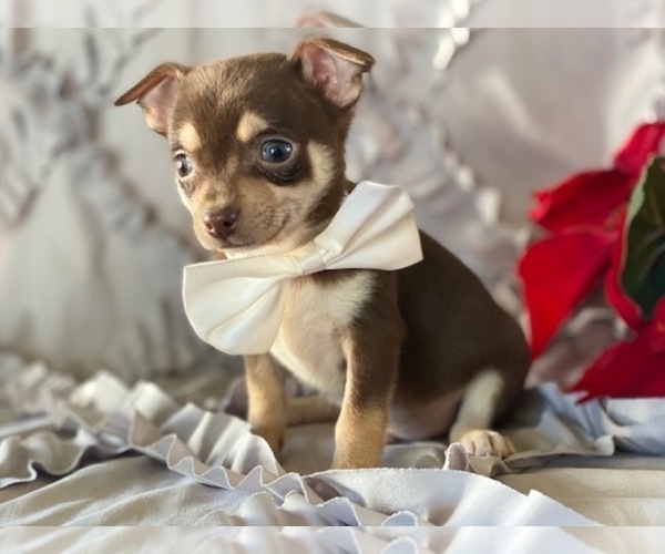 Medium Photo #4 Chihuahua Puppy For Sale in LANCASTER, PA, USA