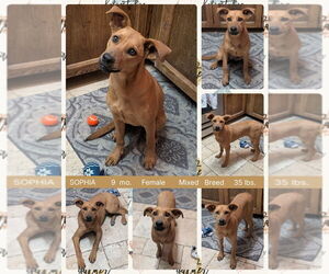 Mutt Dogs for adoption in Mesa, AZ, USA