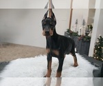 Small #6 Doberman Pinscher