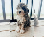 Puppy 4 Aussiedoodle Miniature 