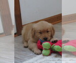 Small #1 Golden Retriever