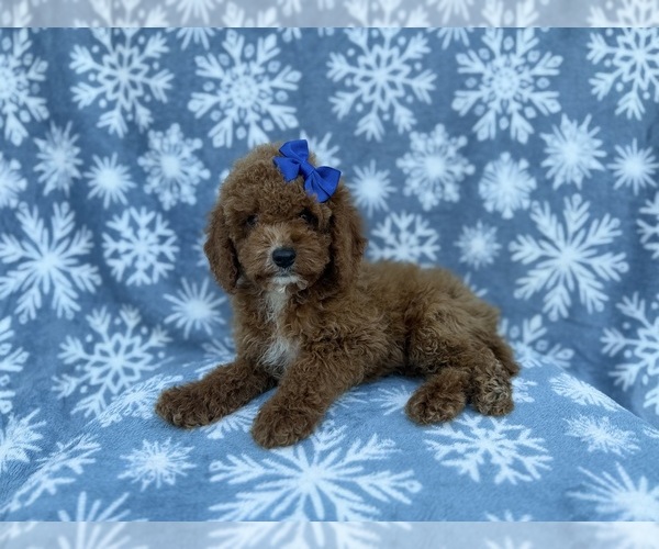 Medium Photo #2 Cock-A-Poo Puppy For Sale in LAKELAND, FL, USA