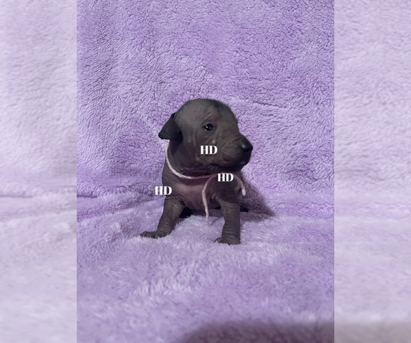 Medium Photo #5 Xoloitzcuintli (Mexican Hairless) Puppy For Sale in BRIDGEVILLE, CA, USA