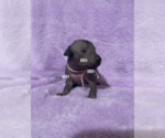 Small Photo #5 Xoloitzcuintli (Mexican Hairless) Puppy For Sale in BRIDGEVILLE, CA, USA