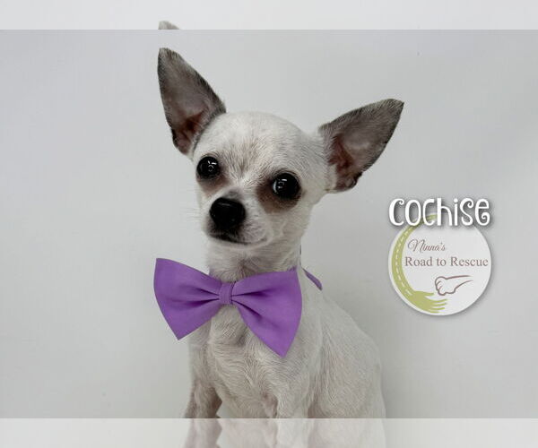 Medium Photo #2 Chihuahua Puppy For Sale in Benton, LA, USA
