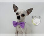 Small #1 Chihuahua