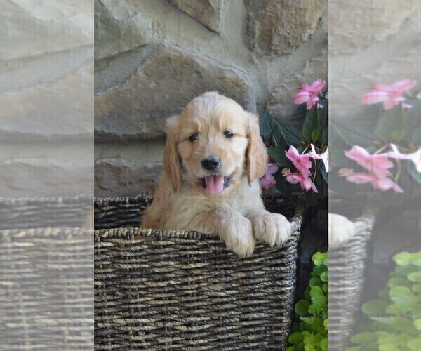 Medium Photo #2 Goldendoodle Puppy For Sale in MIFFLINBURG, PA, USA