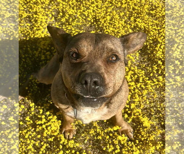 Medium Photo #4 Mountain Cur-Unknown Mix Puppy For Sale in Lancaster, CA, USA