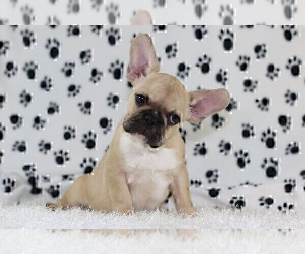 Medium Photo #1 French Bulldog Puppy For Sale in KENILWORTH, IL, USA