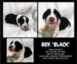 Small Photo #15 Sheepadoodle Puppy For Sale in BROOKSVILLE, FL, USA