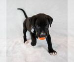 Small #3 Boxer Mix